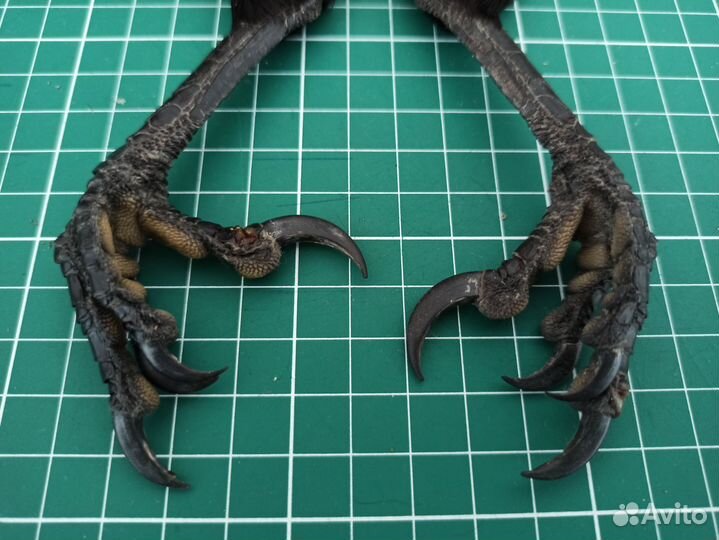 Лапа ворона