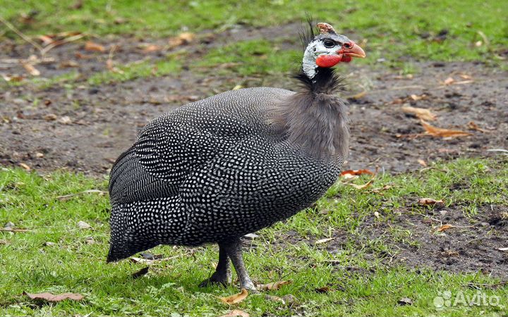 Инкубационное яйцо цесарки