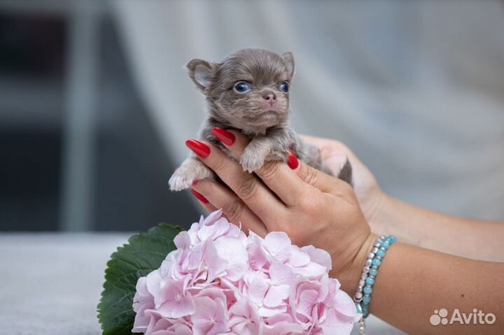 Чихуахуа шикарные щенки Мини и Ст