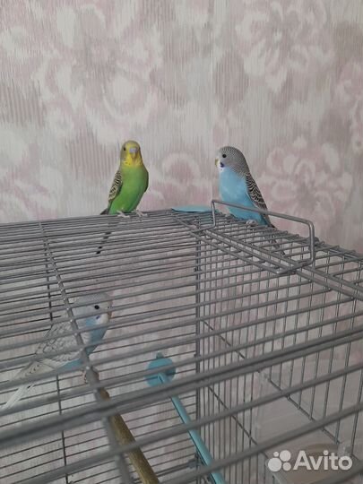 Птенцы волнистого попугая