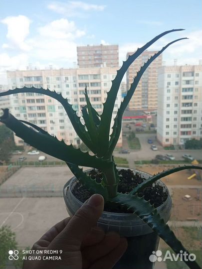 Алое вера