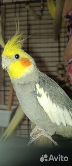 Птенцы попугаи Корелла с клеткой