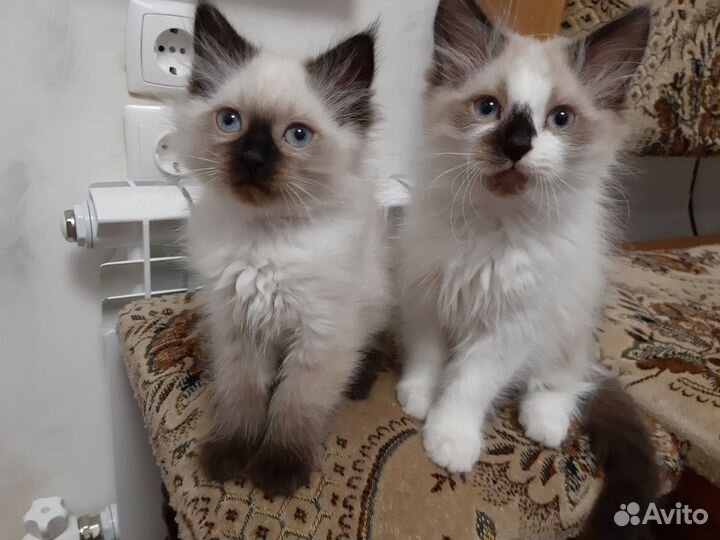 Невские маскарадные котята