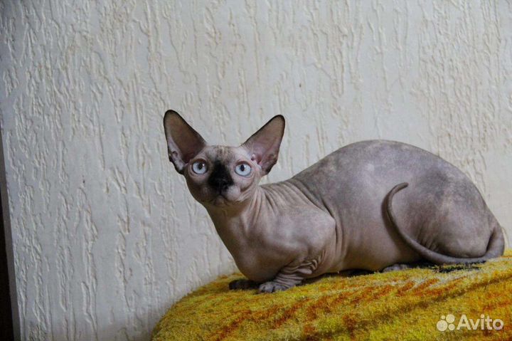 Канадский сфинкс