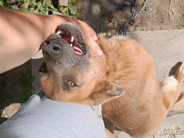 Отдам в добрые руки собаку