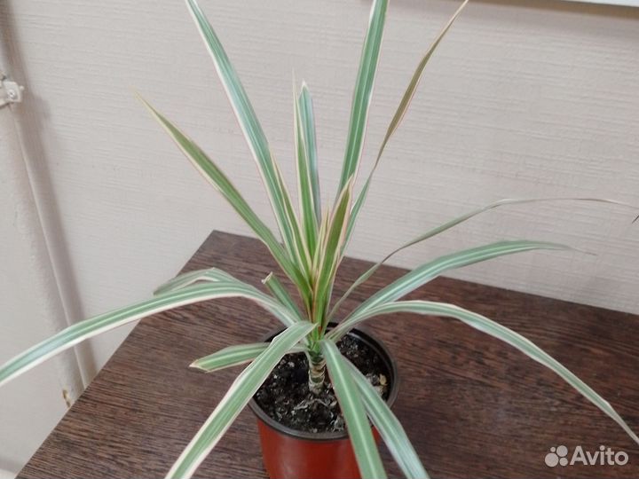 Драцена
