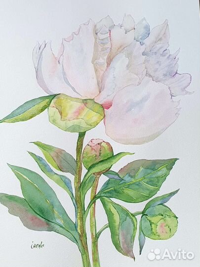 Цветы пионы