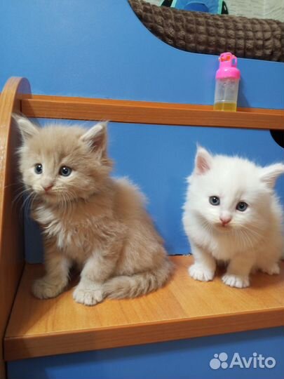 Малыши-Тигрята