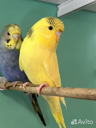 Попугай волнистый, выставочный, хохлатый