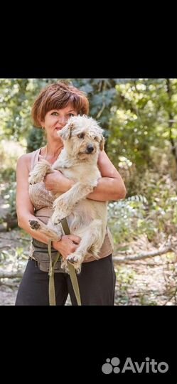 Симпатичная мелкая собачка попала в отлов