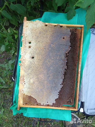 Рамки с вощиной