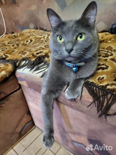 Отдам кота в добрые руки