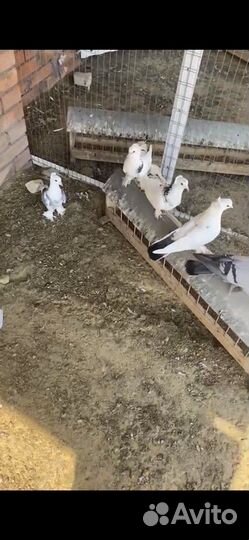 Голуби Армянские