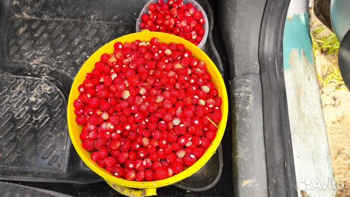 Продажа земляники