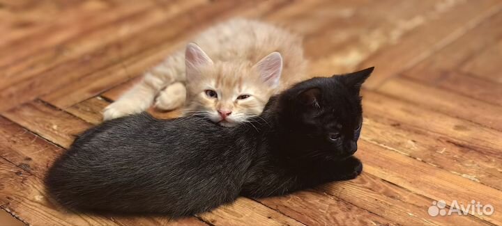 Котята в добрые руки бесплатно