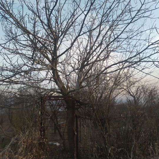 Дача 600 м² на участке 6 сот.