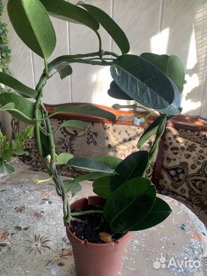 Стефанотис