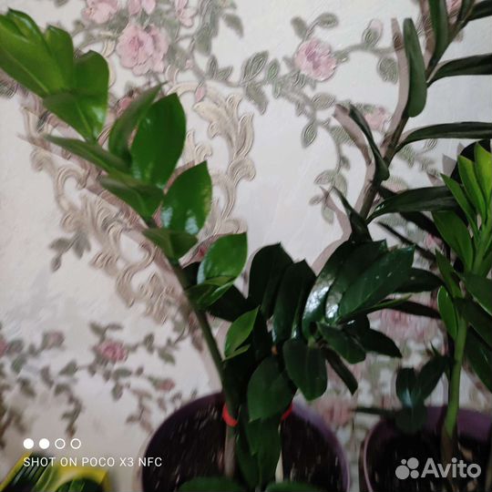 Замиокулькас