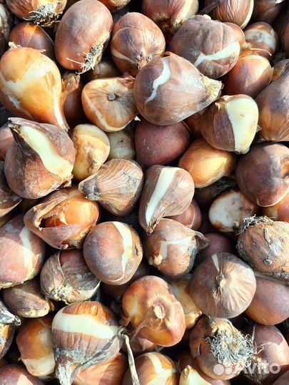 Луковицы тюльпанов оптом 10/11