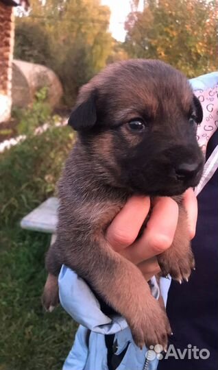 Щенки от немецкой овчарки