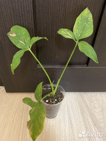 Сингониумы