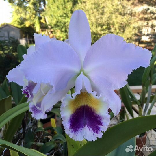 Коллекционная орхидея