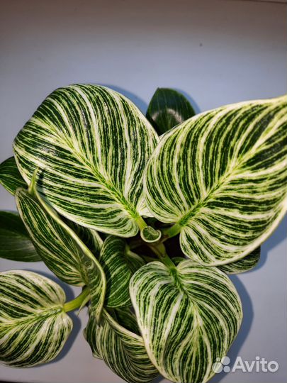 Филодендрон