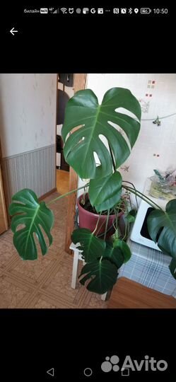 Монстера большая