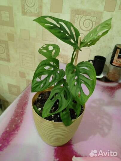 Монстера манки