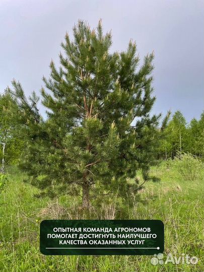 Сосна обыкновенная, крупномер