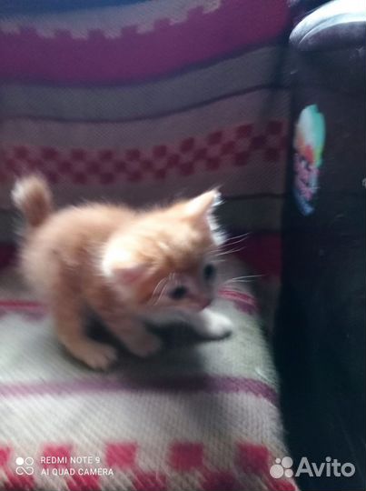 Рыжий котенок в добрые руки,мальчик