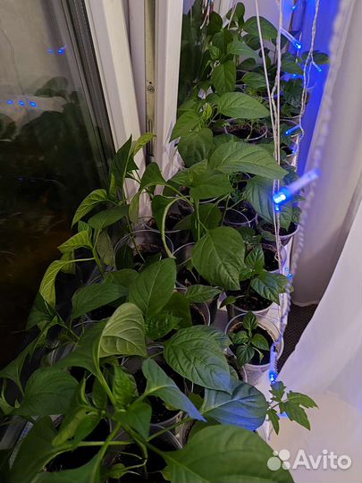 Рассада сладкого перца