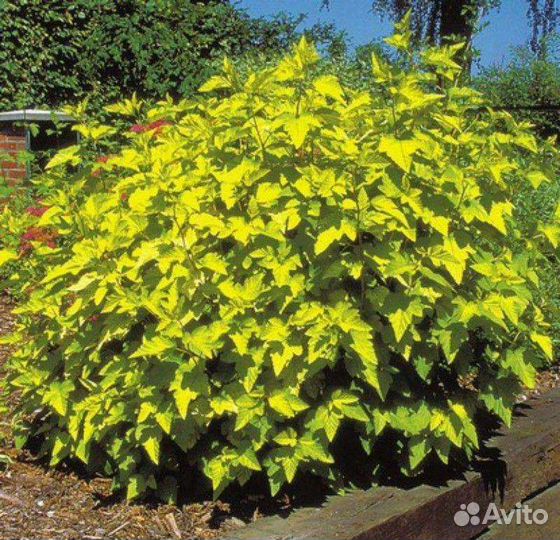 Золотистый пузыреплодник