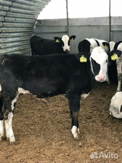 Бычки телята