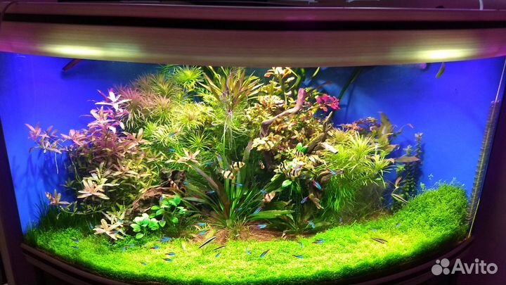 Аквариумные растения