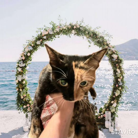 Трехцветная кошечка с зелёными глазами ищет дом