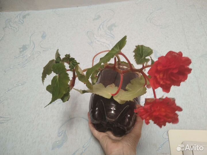 Бегония