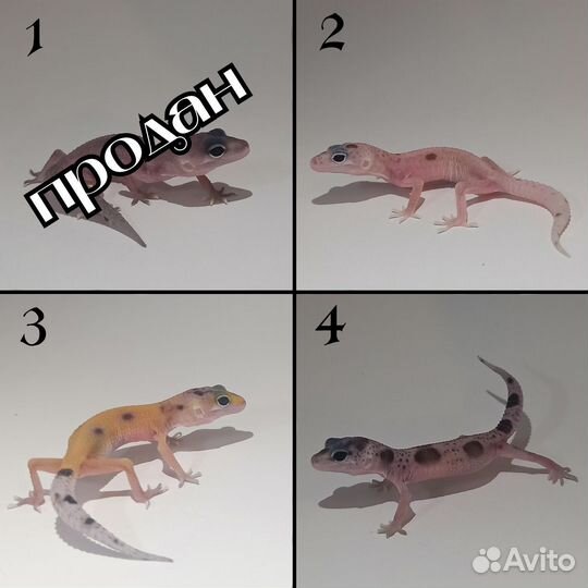 Эублефары 2023