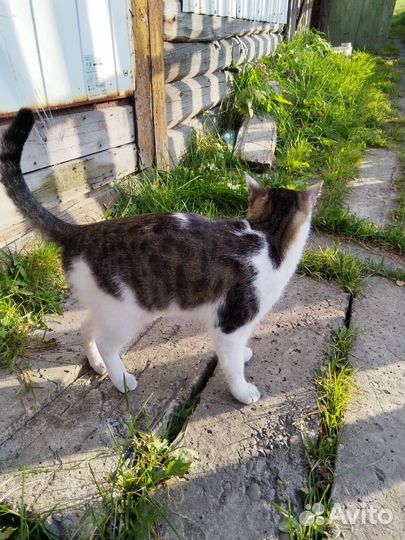 Кот мышелов