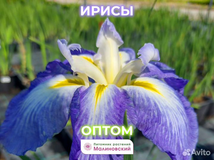 Ирисы сортовые Саженцы Оптом