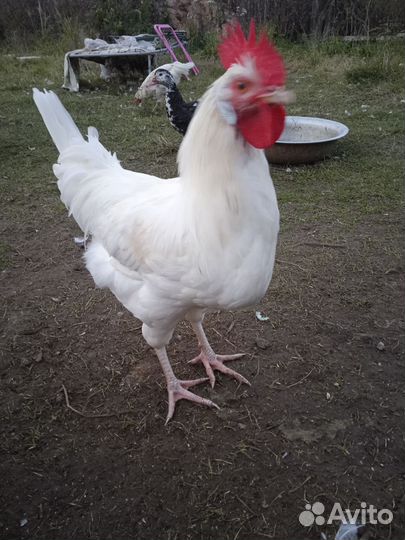 Петухи