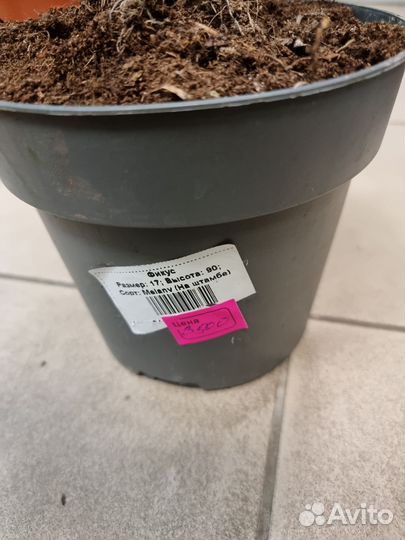 Фикус комнатные растения