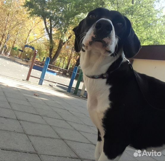 В добрые руки