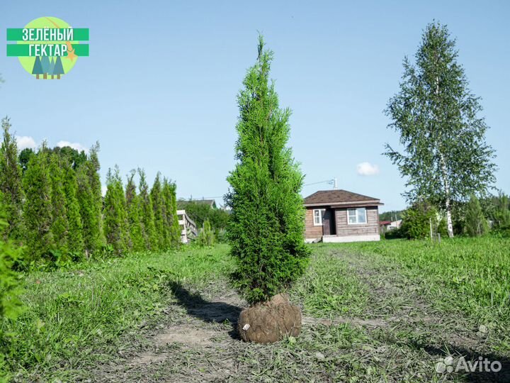 Туи колумна 160 см свежая копка 2023