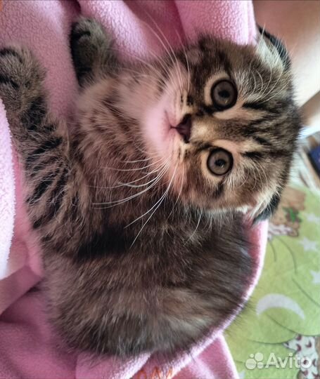 Отдам кошечку