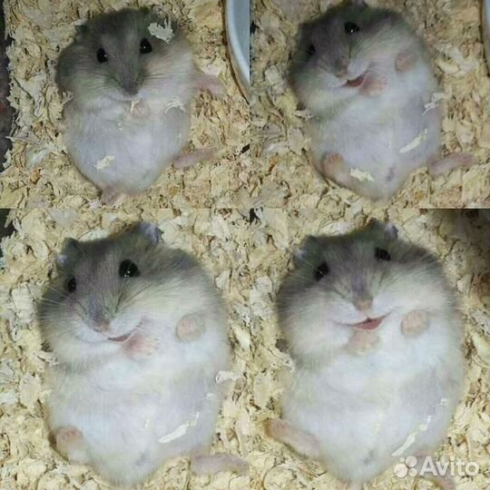 Хомячок джунгарский 2 месяца с клеткой