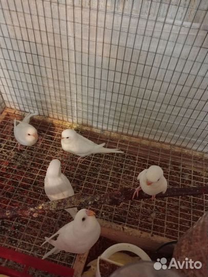 Птенцы волнистых попугаев