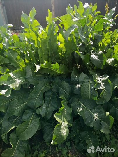 Корень хрена