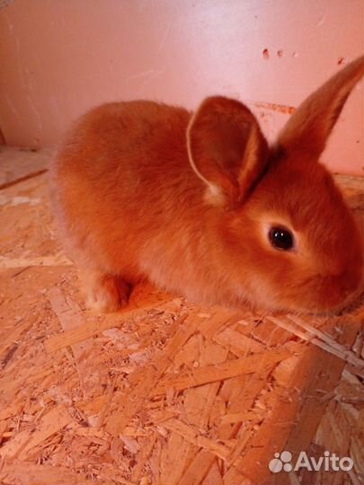 Кролики новозеландские