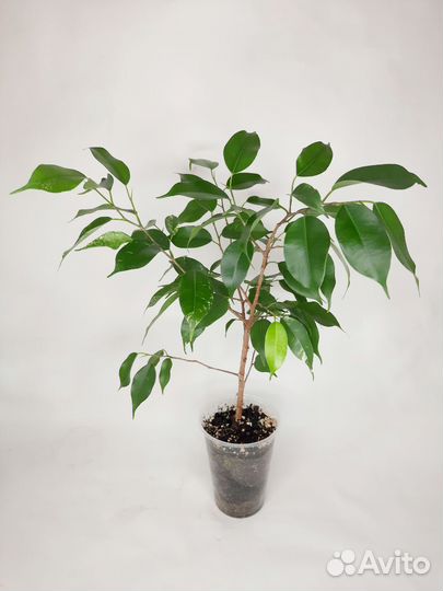 Фикус бенджамина эльдорадо